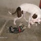 KOBY JUGANDO CON SU AMIGO BRUNO (PITBULL DE 1 AÑO)